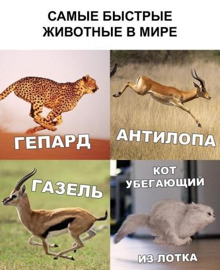 САМЫЕ БЫСТРЫЕ ЖИВОТНЫЕ В МИРЕ - выпуск №1202562
