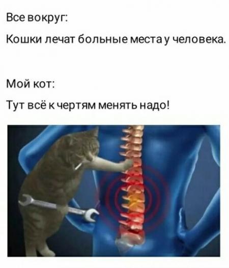 Мем с котом тут