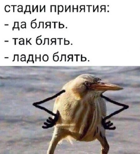 стадии принятия да блять так блять ладно блять - выпуск №1451901
