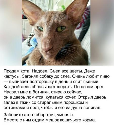 Кот насрал на диван