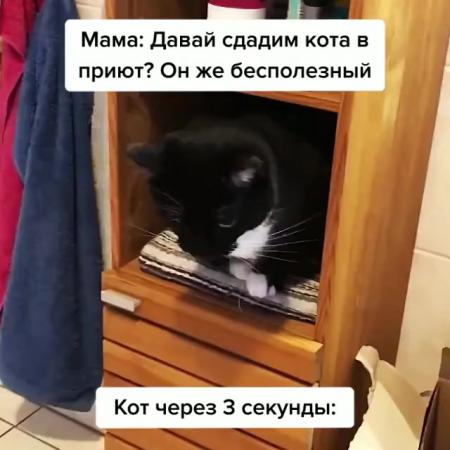 Сдать кота