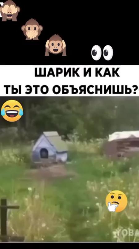 Шарик я как и ты