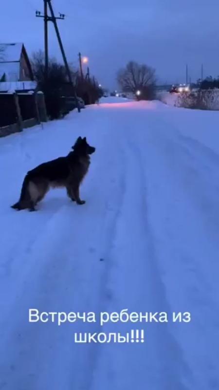 наивный олень приколы. шлакоблокунь мемы. объятия животных. мемы животные. доказательство того что я енот.