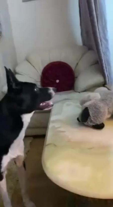 девушка в купальнике с собакой. смешное на пляже. обезьяна в купальнике. приколы с обезьянами. обезьяна на пляже.