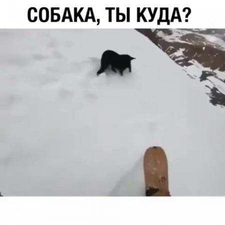 Мем ой собака ты куда