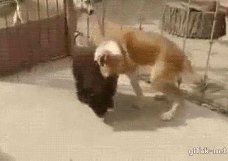 Doggy gif. Гиф Медвежонок и собака. Собачки сношаются гиф. Эротические гифки с животными.