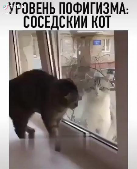 Ш кот. Соседский кот. Достали соседские коты.