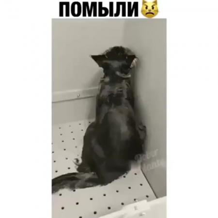 Гыгы приколы смешные мемы видео