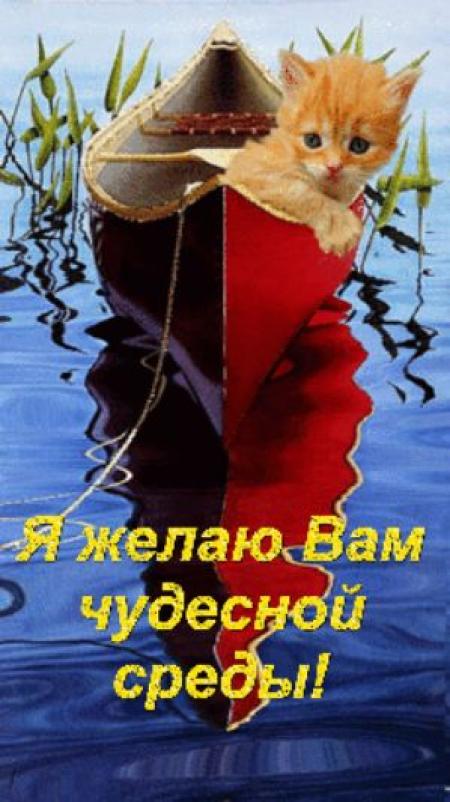 Живые Коты Картинки