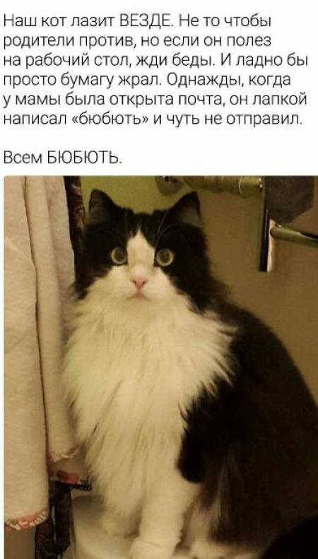 Кот написал на стол